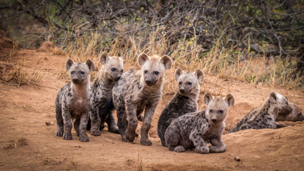 Garonga Safari Camp, Makalali Private Game Reserve - Luxury Safari Accommodation Bookings