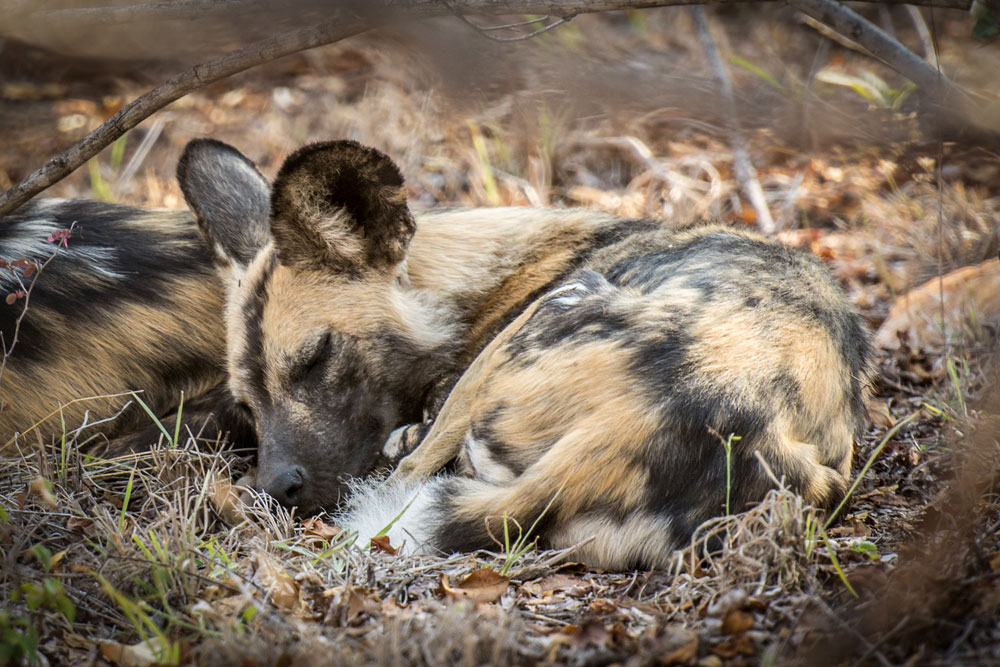 Garonga Safari Camp, Makalali Private Game Reserve - Luxury Safari Accommodation Bookings