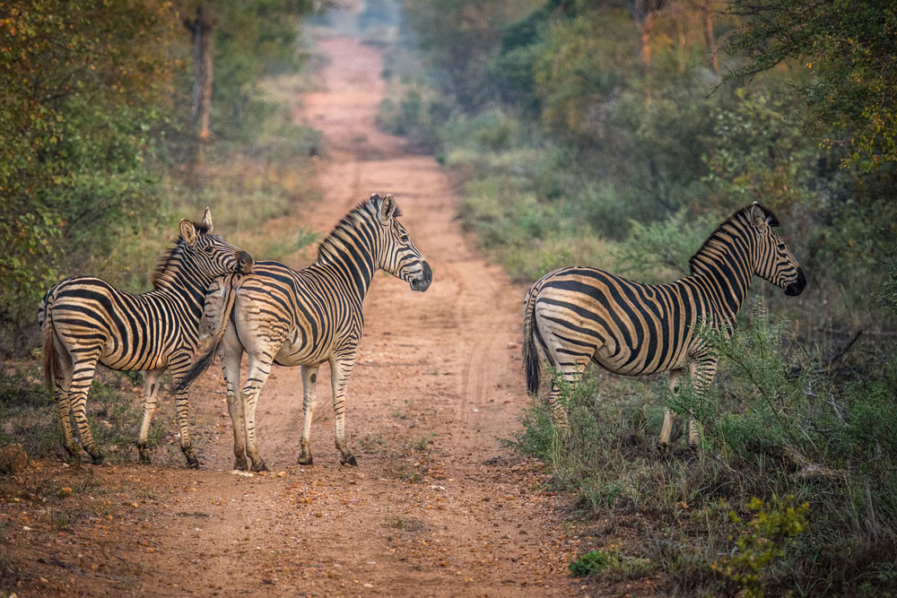 Garonga Safari Camp, Makalali Private Game Reserve - Luxury Safari Accommodation Bookings